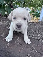Shadow, a female Cane Corso for sale in Hopkinsville, KY – 6 of 6