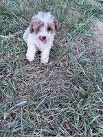 Pebbles, a female Poodle - Miniature  for sale in Hopkinsville, KY – 4 of 7