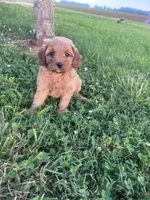 Mickey, a male Cavapoo for sale in Hopkinsville, KY – 3 of 8