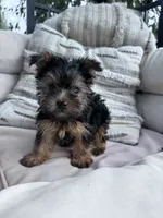 Bear, a male Yorkshire Terrier for sale in Hopkinsville, KY – 2 of 9
