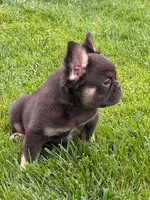 Dolly, a female French Bulldog for sale in Hopkinsville, KY – 3 of 8