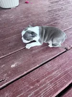 Skye, a female Boston Terrier for sale in Hopkinsville, KY – 5 of 6