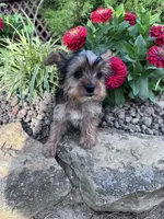 Peanut, a male Yorkshire Terrier for sale in Hopkinsville, KY – 6 of 8