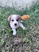 Winston, a male Pembroke Welsh Corgi for sale in Hopkinsville, KY – 5 of 5