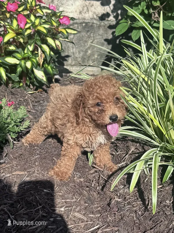 Teddy Bear – Poodle - Miniature  puppy for sale in Hopkinsville, KY