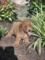 Teddy Bear, a male Poodle - Miniature  for sale in Hopkinsville, KY – 1 of 5