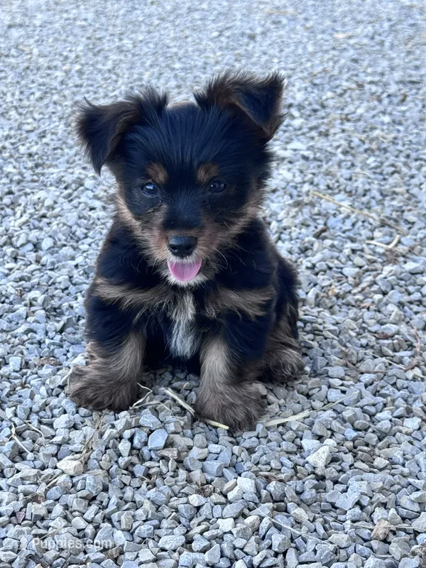 Yogi – Yorkshire Terrier puppy for sale in Hopkinsville, KY