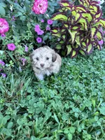 Teddy, a male Havanese for sale in Hopkinsville, KY – 3 of 5