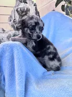 Lolli, a female Chihuahua for sale in Hopkinsville, KY – 3 of 5
