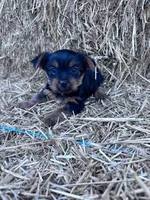 Lucy, a female Yorkshire Terrier for sale in Hopkinsville, KY – 3 of 5