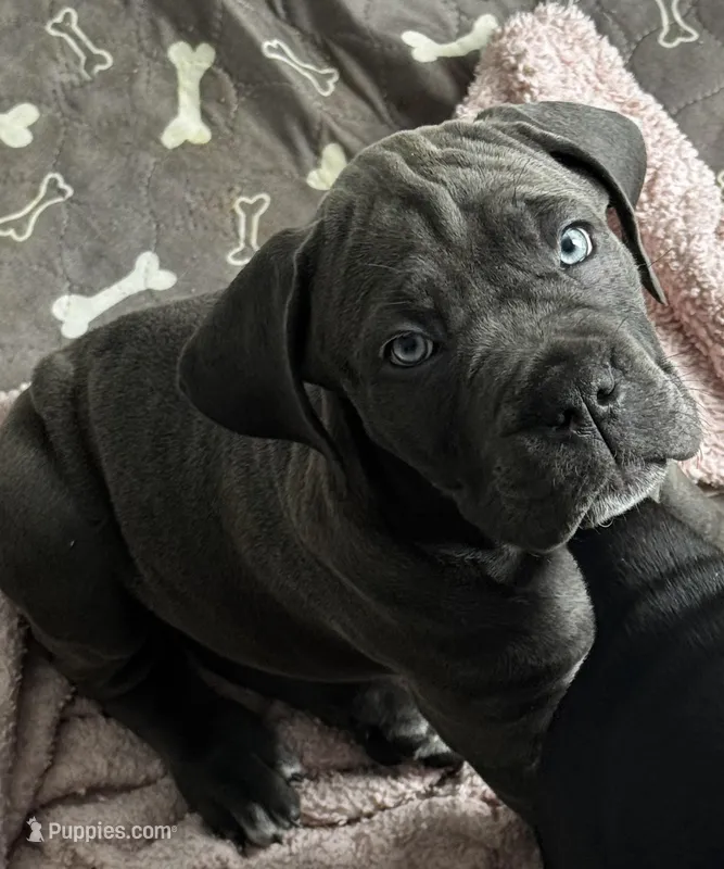 Grey Female – Cane Corso puppy for sale in Los Angeles, CA