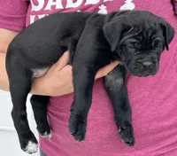 AKC Black Female, a female Cane Corso for sale in Bladenboro, NC – 3 of 3
