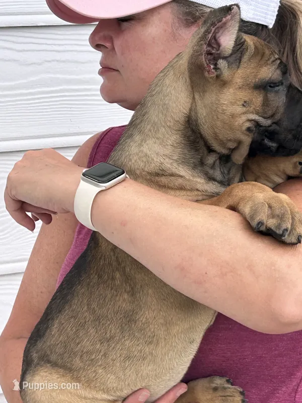 Fawn Female – Cane Corso puppy for sale in Bladenboro, NC