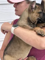 Fawn Female, a female Cane Corso for sale in Bladenboro, NC – 1 of 5