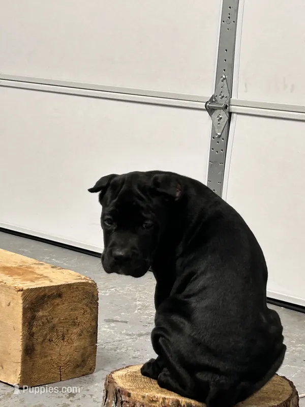 Purple collar : Female – Cane Corso puppy for sale in Bladenboro, NC