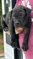 Black Male, a male Cane Corso for sale in Bladenboro, NC – 3 of 4