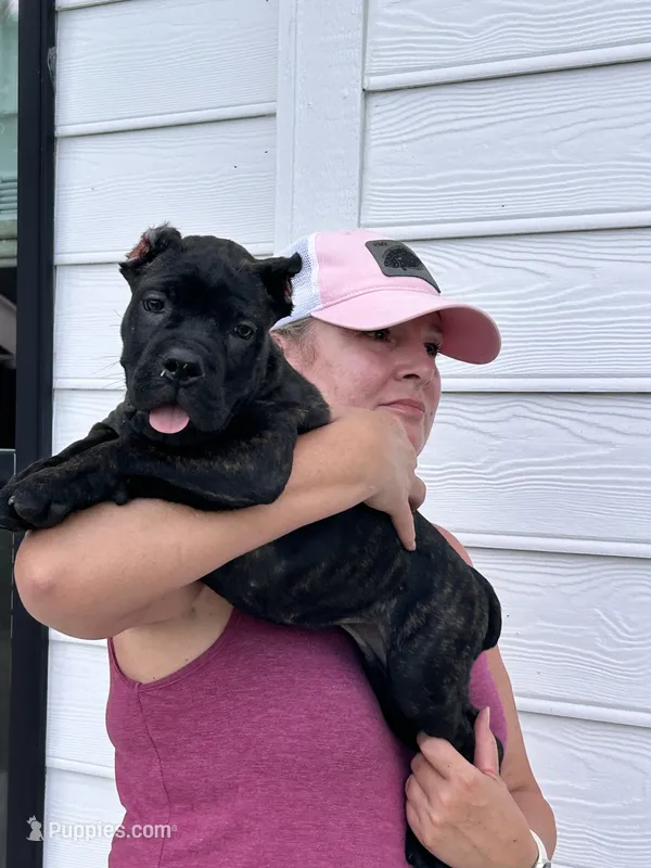 Black Brindle Female no white – Cane Corso puppy for sale in Bladenboro, NC