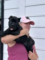Black Brindle Female no white, a female Cane Corso for sale in Bladenboro, NC – 1 of 5