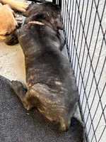 Brindle Female, a female Cane Corso for sale in Bladenboro, NC – 6 of 7
