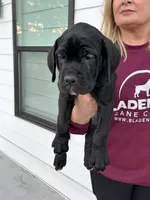 Cream Collar Female, a female Cane Corso for sale in Bladenboro, NC – 2 of 6