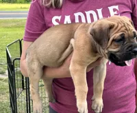Fawn Female, a female Cane Corso for sale in Bladenboro, NC – 4 of 4