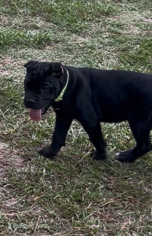 AKC Black Female – Cane Corso puppy for sale in Bladenboro, NC