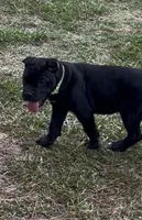 AKC Black Female, a female Cane Corso for sale in Bladenboro, NC – 1 of 3