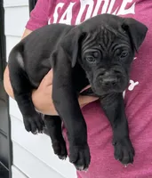 Black Male, a male Cane Corso for sale in Bladenboro, NC – 2 of 4