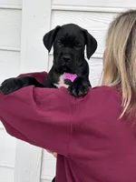 Purple collar : Female, a female Cane Corso for sale in Bladenboro, NC – 3 of 6