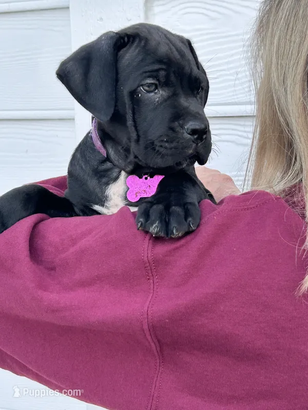 Purple collar : Female – Cane Corso puppy for sale in Bladenboro, NC