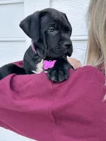 Purple collar : Female, a female Cane Corso for sale in Bladenboro, NC – 1 of 6