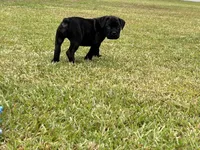 Black Brindle Female, a female Cane Corso for sale in Bladenboro, NC – 2 of 4