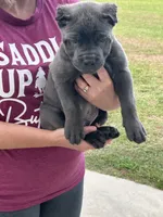 Blue Male ZERO white, a male Cane Corso for sale in Bladenboro, NC – 4 of 4