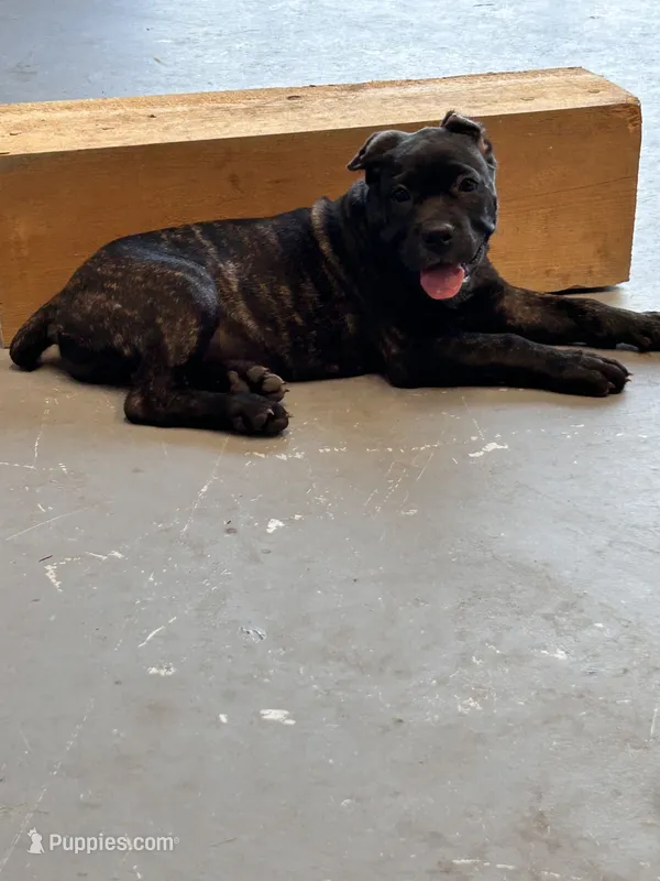 Black Brindle Female – Cane Corso puppy for sale in Bladenboro, NC
