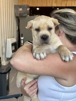 AKC Straw Female, a female Cane Corso for sale in Bladenboro, NC – 3 of 5