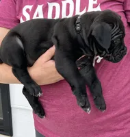Black Male, a male Cane Corso for sale in Bladenboro, NC – 4 of 4