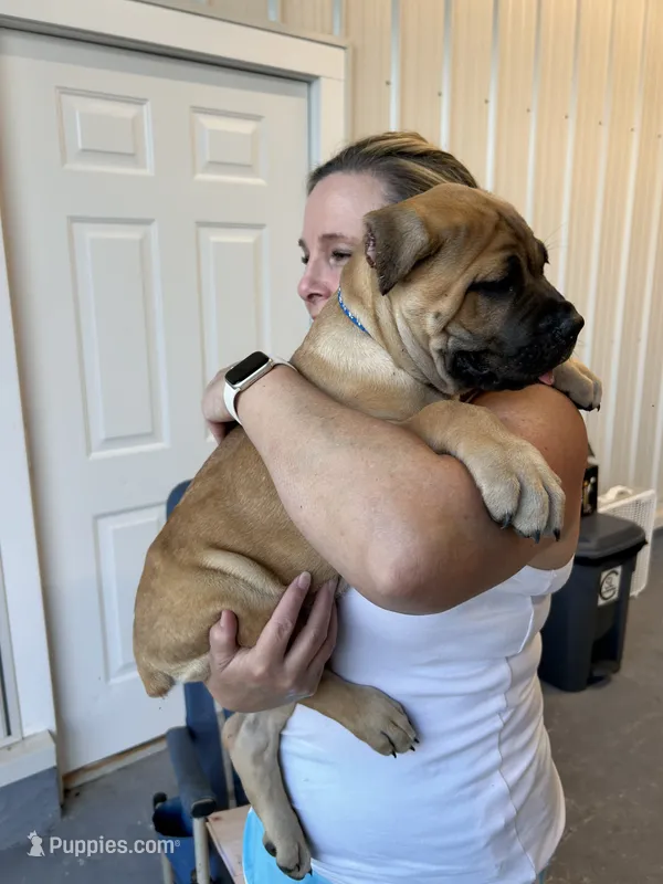 AKC/ICCF Fawn Female – Cane Corso puppy for sale in Bladenboro, NC