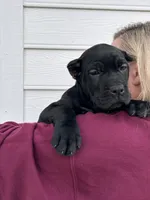 Red Collar Male, a male Cane Corso for sale in Bladenboro, NC – 2 of 5