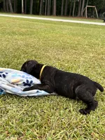 Black Brindle Female, a female Cane Corso for sale in Bladenboro, NC – 3 of 4
