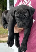 Black Male, a male Cane Corso for sale in Bladenboro, NC – 1 of 4