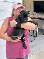 Black Brindle Female no white, a female Cane Corso for sale in Bladenboro, NC – 5 of 5