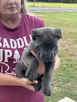 Blue Male ZERO white, a male Cane Corso for sale in Bladenboro, NC – 2 of 4