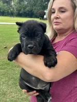 Black Male, a male Cane Corso for sale in Bladenboro, NC – 2 of 3