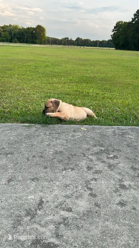 AKC/ICCF Yellow collar fawn female – Cane Corso puppy for sale in Bladenboro, NC