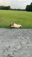 AKC/ICCF Yellow collar fawn female, a female Cane Corso for sale in Bladenboro, NC – 1 of 3