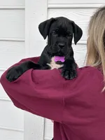 Purple collar : Female, a female Cane Corso for sale in Bladenboro, NC – 4 of 6
