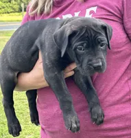 AKC/ICCF Blue Collar Fawn Female, a female Cane Corso for sale in Bladenboro, NC – 2 of 5
