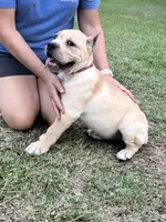 AKC Pink collar straw female, a female Cane Corso for sale in Bladenboro, NC – 3 of 4