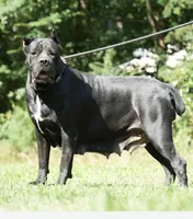 Blue Collar Black Male, a male Cane Corso for sale in Bladenboro, NC – 5 of 6