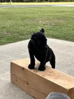 Black Brindle Female no white, a female Cane Corso for sale in Bladenboro, NC – 3 of 5